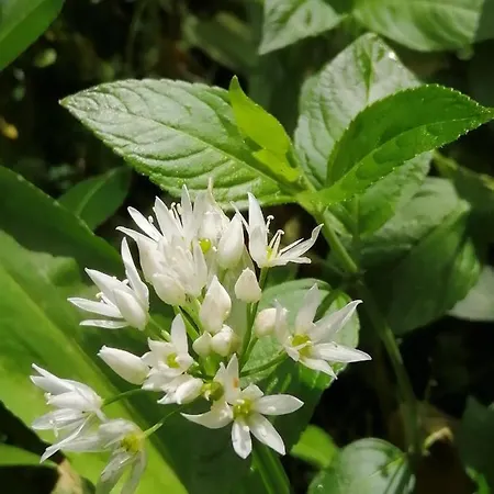 公寓 Lakes And Eden Valley. Thornhill *